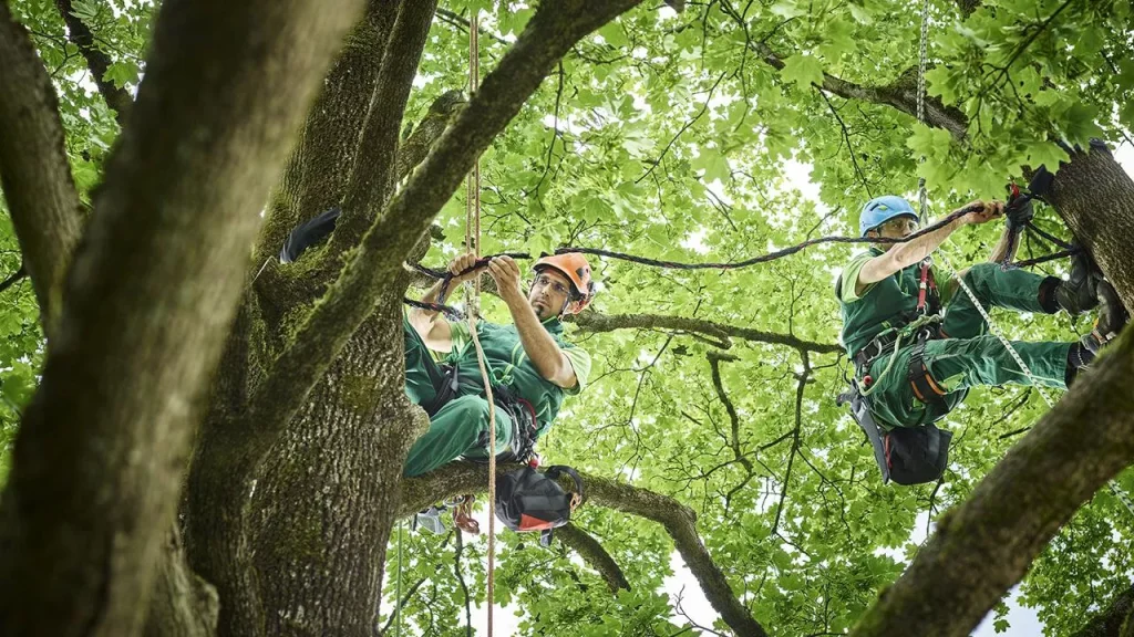 Tree Service